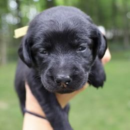 Labrador Retrievers from Pearl’s Perfect Pups