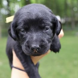 Labrador Retrievers from Pearl’s Perfect Pups