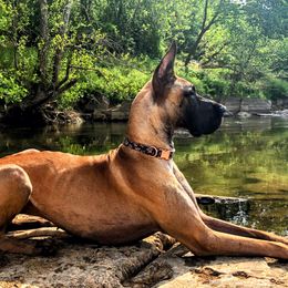 Ivy - Great Dane