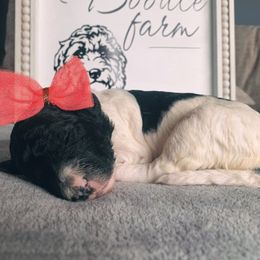 Goldendoodle Puppies from Lady Doodle Farm