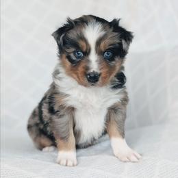Girl 4 Pink - Blue merle female Australian Shepherd puppy in Yakima, Washington from Naches Heights Ranch