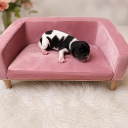 Bo Peep - Tri-color female Cavapoo puppy in Thorndale, Texas from Hattie’s Texas Cavapoos