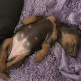 Doberman Pinscher Puppies from Pamela Nachel