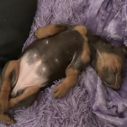 Doberman Pinscher Puppies from Pamela Nachel