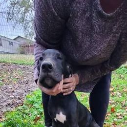 Great Dane Puppies from Trisha Self's Great Danes