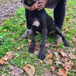 Great Dane Puppies from Trisha Self's Great Danes