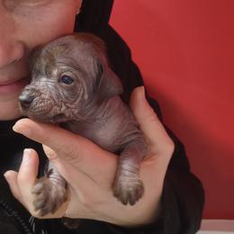 Jean - Chocolate male Chinese Crested puppy in Frederick, Maryland from Lovable Cresteds