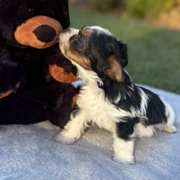 Jazz (Jasper) - Black tan and white male Biewer Terrier puppy in Rocklin, California from Precious Jewels Biewer Terriers