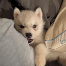 Tiny Tim - Gray and white male Siberian Husky puppy in Wisconsin from Liberty Siberians