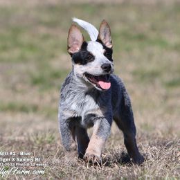 Australian Cattle Dog and Labrador Retriever Puppies from Lakylu Kennels