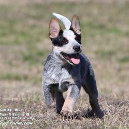 Australian Cattle Dog and Labrador Retriever Puppies from Lakylu Kennels