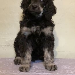 Poodle Puppies from Mozaic Standard Poodles