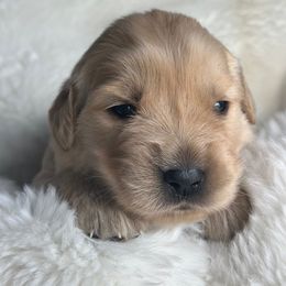Golden Retriever Puppies from Chevaline Goldens