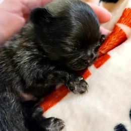 Pomeranian Puppies from JaElle Pomeranians