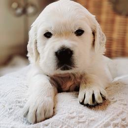Golden Retriever Puppies from Indy's God Given Goldens