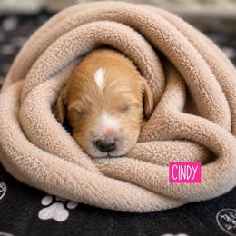 Cindy Bear - Apricot female Goldendoodle puppy in Rocky Point, North Carolina from CelticDoods