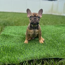 Reggie - Fawn male French Bulldog puppy in Port St. Lucie, Florida from TheBullzFoundation