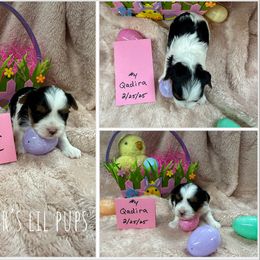Biewer Terrier Puppies from Fischer's Biewer Terriers