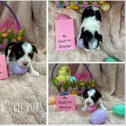 Biewer Terrier Puppies from Fischer's Biewer Terriers