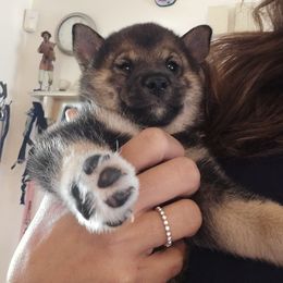 Shiba Inu Puppies from ScrapiShibas