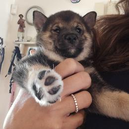 Shiba Inu Puppies from ScrapiShibas