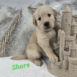 Shore - Light golden female Golden Retriever puppy in Marietta, Oklahoma from Dogs of Diamond B