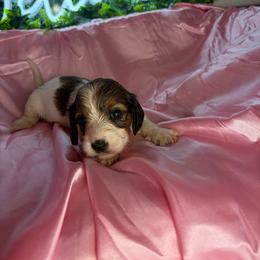 Megan - Piebald female Dachshund puppy in Lake City, Florida from My Ditzy Doxies of Florida