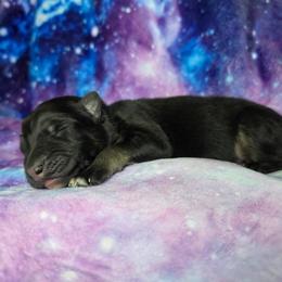 Ursus - Black and silver male Shiloh Shepherd puppy in Seville, Ohio from Nocturnal Farm Shiloh Shepherds