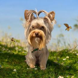 Oso - Yorkshire Terrier