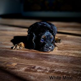 Cockapoo Puppies from Disney Doodles