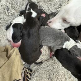 Millicent - Seal female Italian Greyhound puppy in Waianae, Hawaii from Makanalani Yorkies and Iggys