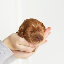 Red - Caramel red male Australian Labradoodle puppy in Williamstown, New York from Lewis Manor Labradoodles