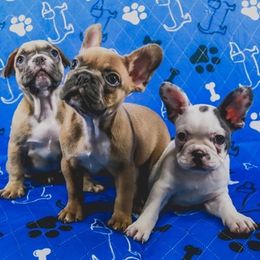French Bulldogs from All Frenchied Up