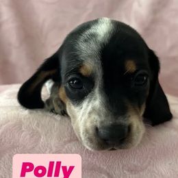 Dachshund Puppies from M & M Breeding