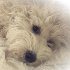 Roo - Australian Cobberdog