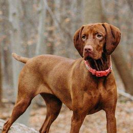 Brienne - Vizsla