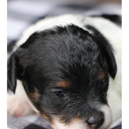 Cavalier King Charles Spaniel and Cavapoo Puppies from Simply Sweet Paws