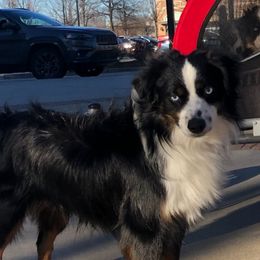 Rowdy - Miniature Australian Shepherd