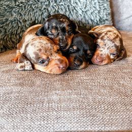 Dachshund Puppies from Cotton Hill Dachshunds