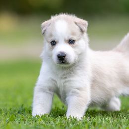 Siberian Husky Puppies from Lilbearshuskies