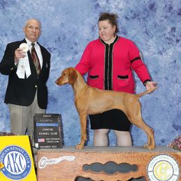 Sarah - Vizsla