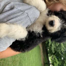 Bordoodle Puppies from Borders of Eby Eden