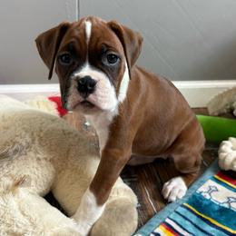 Boxer puppies from Smokin S Kennel