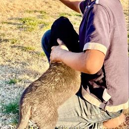 Rottweiler Puppies from Gottlïchen Rottweilers