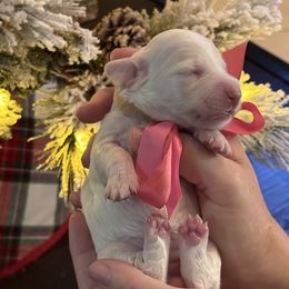 Princess Dianna - Cream female Dachshund puppy in El Cajon, California from Lisa Buxton