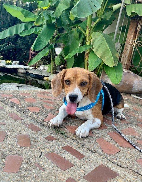 JDCFARMS in Missouri | Beagle and Shiba Inu puppies | Good Dog