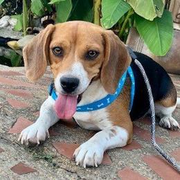Beagles and Shiba Inu from JDCFARMS