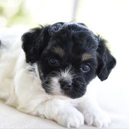 Willow - Black and white female Cavapoo puppy in Lawton, Oklahoma from Lindsey’s Cavies