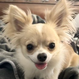 Teddy - Chihuahua
