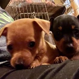 Miniature Pinscher Puppies from RisingStar Miniature Pinschers
